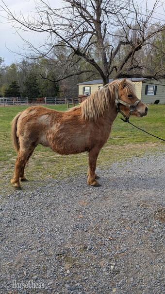 "Tater"  Mare Pony