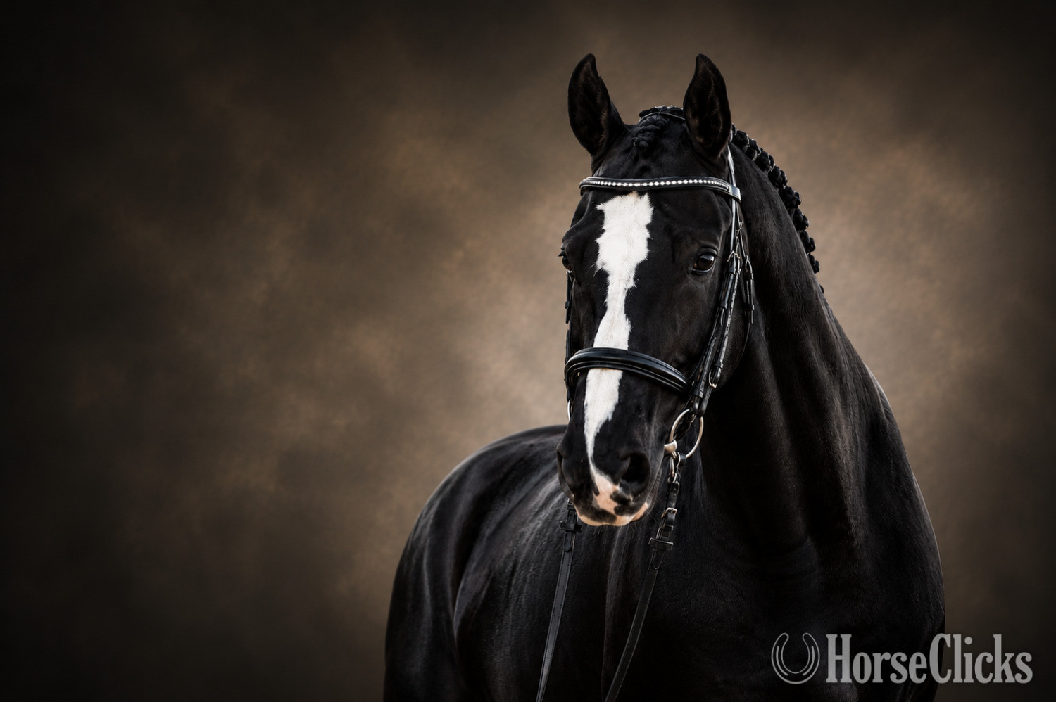 "Don Virgo" Bay Gelding Hanoverian