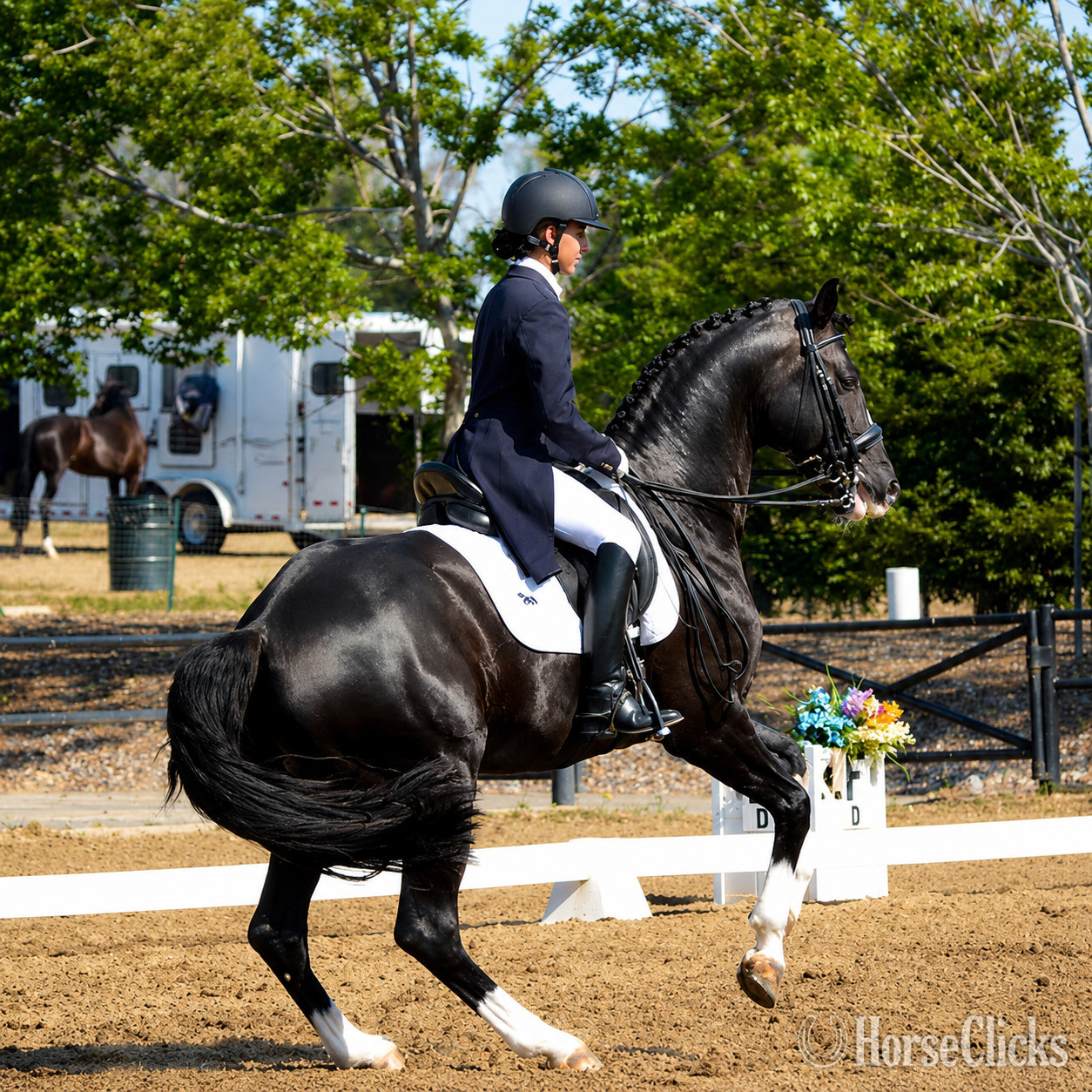 Wyoming "Don Virgo" Bay Gelding Hanoverian