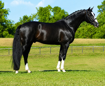 "Don Virgo" Bay Gelding Hanoverian