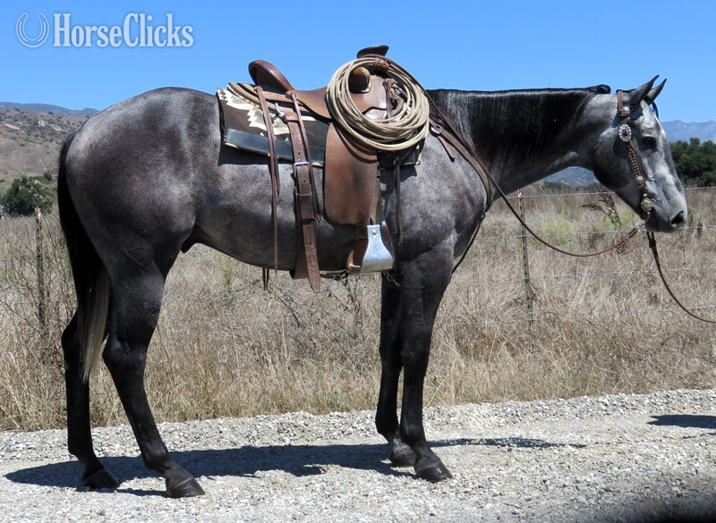 "SAN PEPPYS STINKER" Grey Gelding Quarter Horse in California