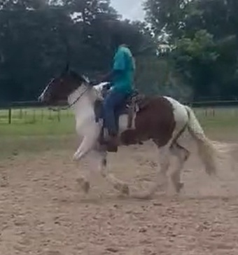 "Thor" Tabiano Gelding Drum