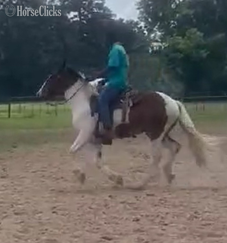 "Thor" Tabiano Gelding Drum in Texas