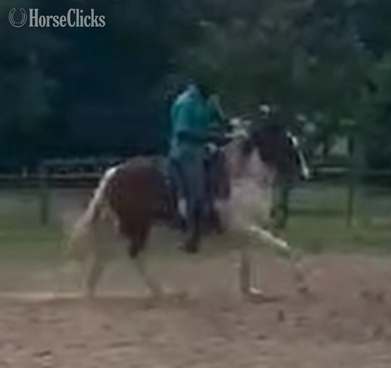 "Thor" Tabiano Gelding Drum