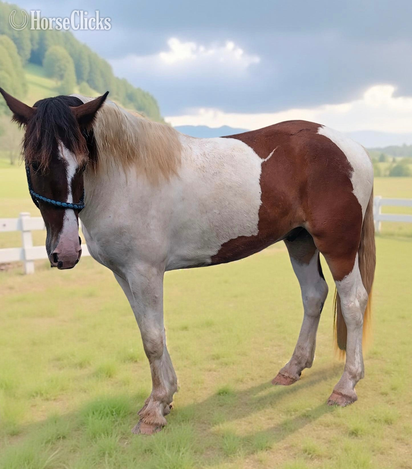 Texas "Thor" Tabiano Gelding Drum