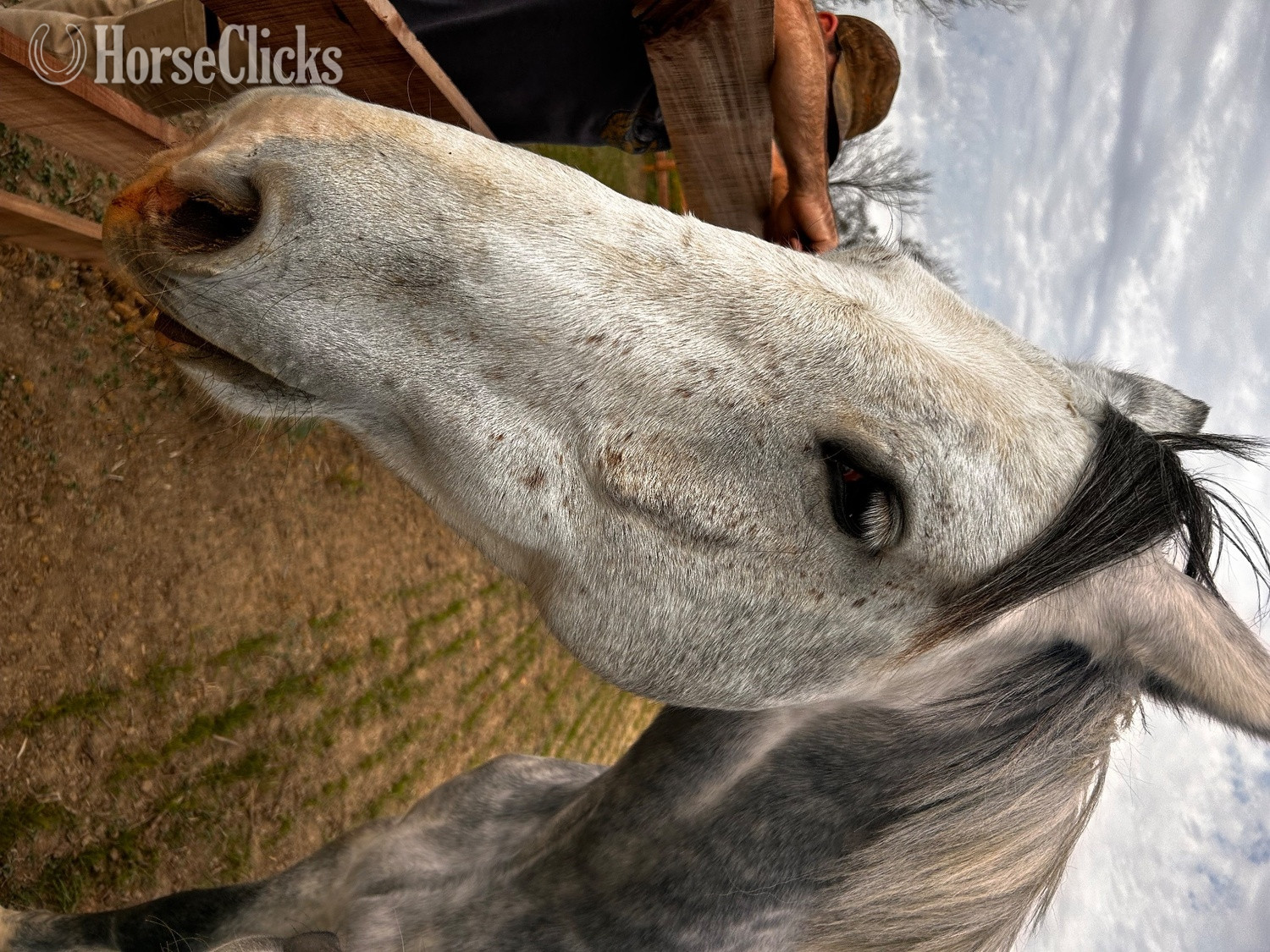 "Prince/Ozirocco Van Stofbergen" Grey Gelding Dutch Warmblood in Ohio