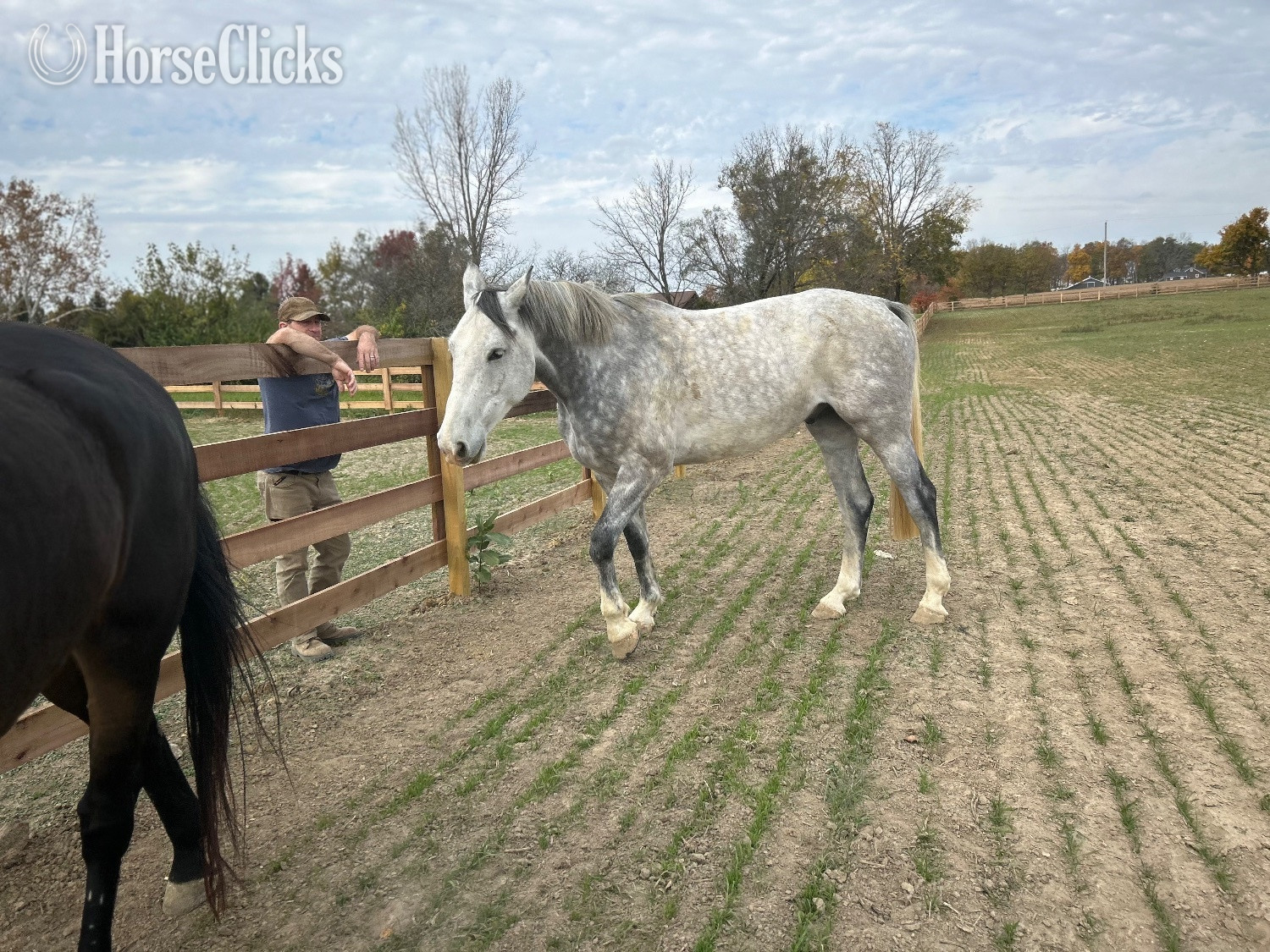 "Prince/Ozirocco Van Stofbergen" Grey Gelding Dutch Warmblood