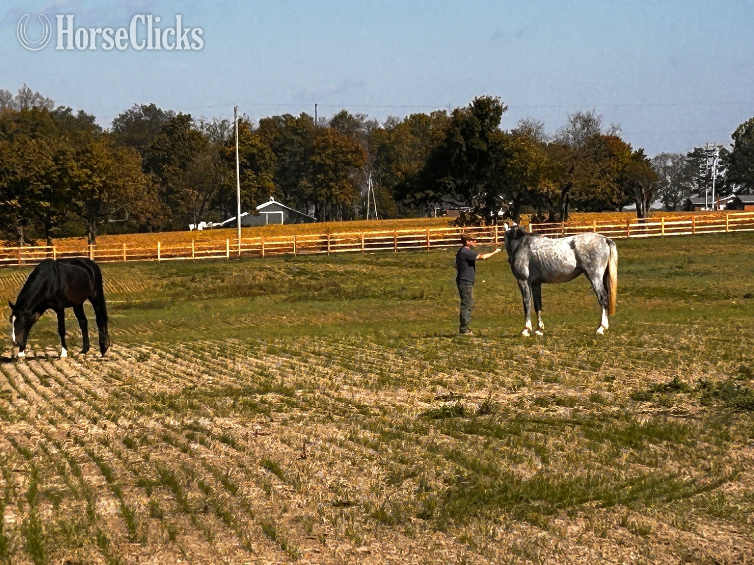 Ohio "Prince/Ozirocco Van Stofbergen" Grey Gelding Dutch Warmblood