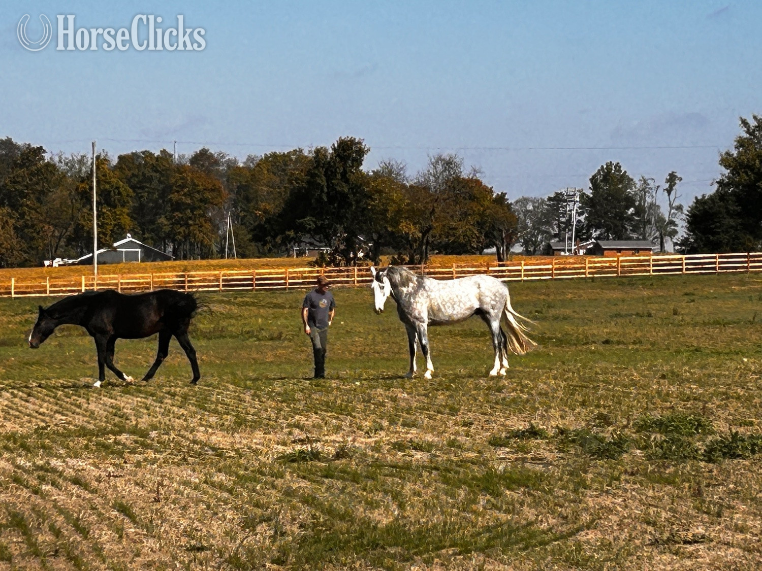 "Prince/Ozirocco Van Stofbergen" Grey Gelding Dutch Warmblood - Dutch Warmbloods in Ohio
