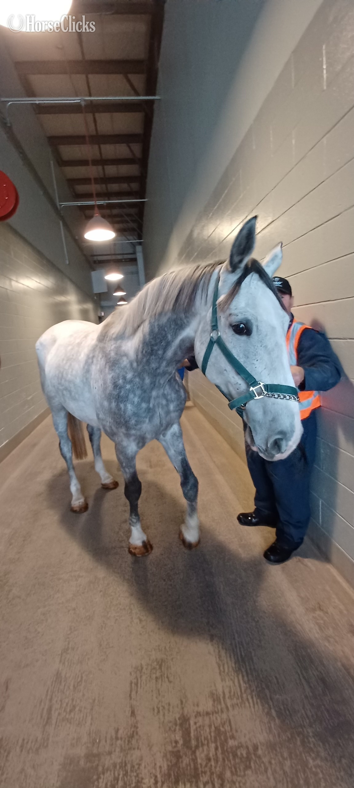 "Prince/Ozirocco Van Stofbergen" Grey Gelding Dutch Warmblood - Dutch Warmbloods