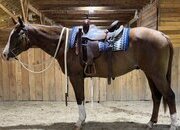 "Phoenix " Red Roan Gelding Quarter Horse