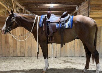 "Phoenix " Red Roan Gelding Quarter Horse