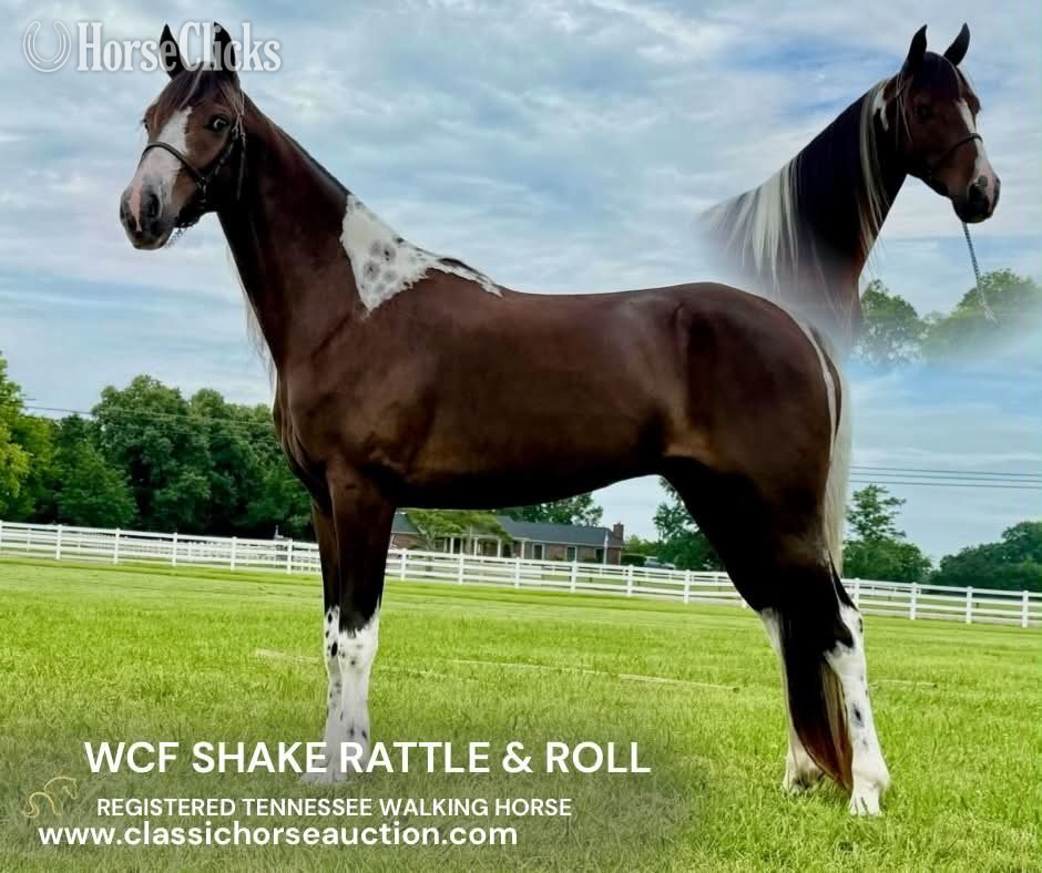 "WCF SHAKE RATTLE & ROLL" Bay Gelding Tennessee Walker in Tennessee