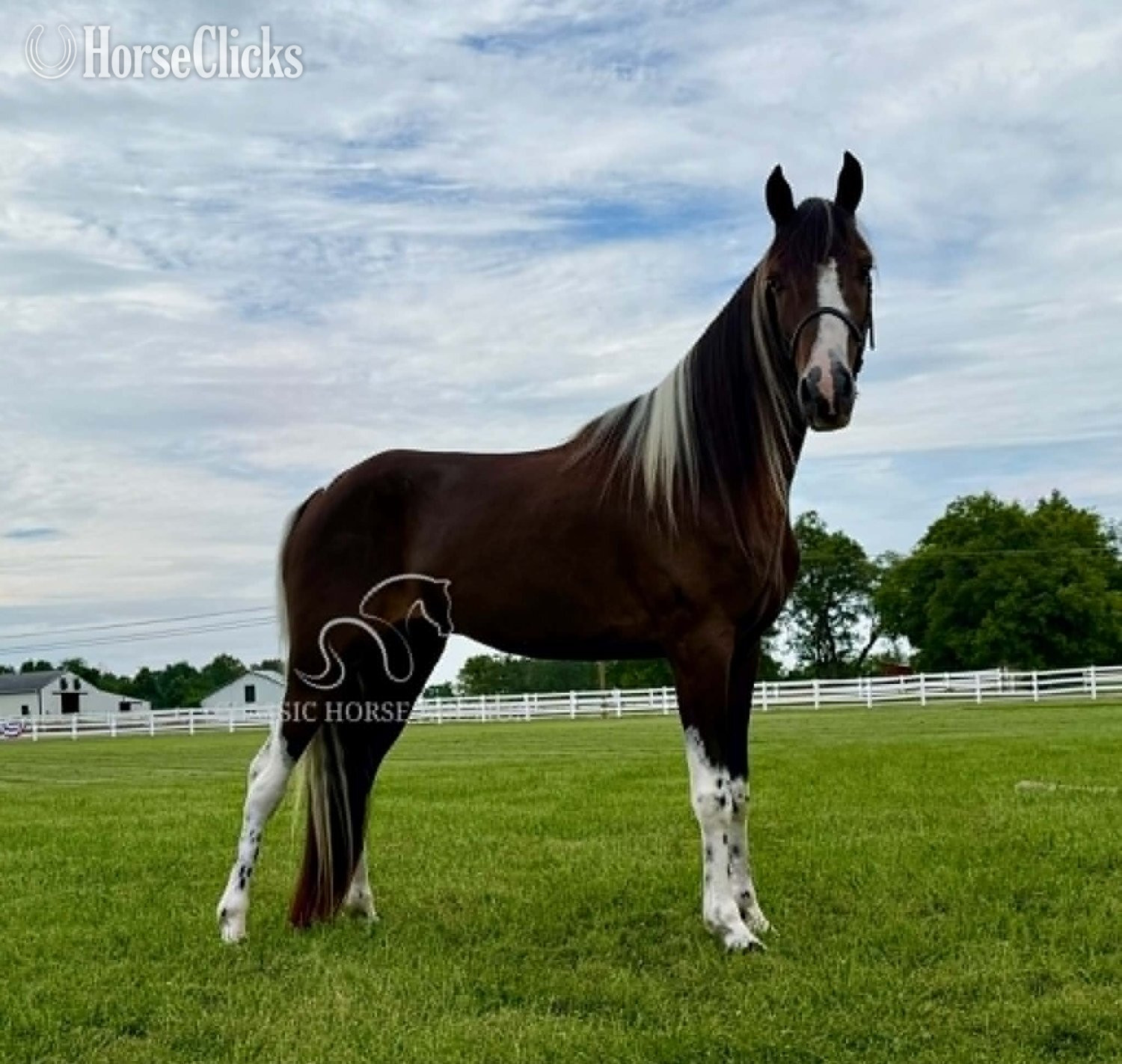 "WCF SHAKE RATTLE & ROLL" Bay Gelding Tennessee Walker