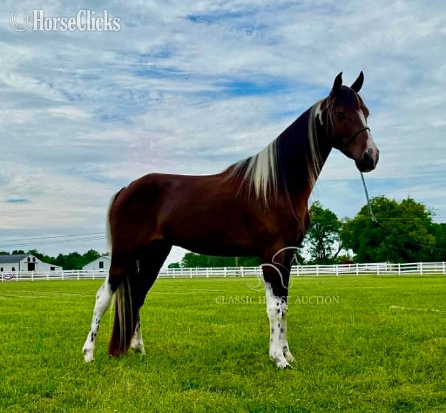 Tennessee "WCF SHAKE RATTLE & ROLL" Bay Gelding Tennessee Walker