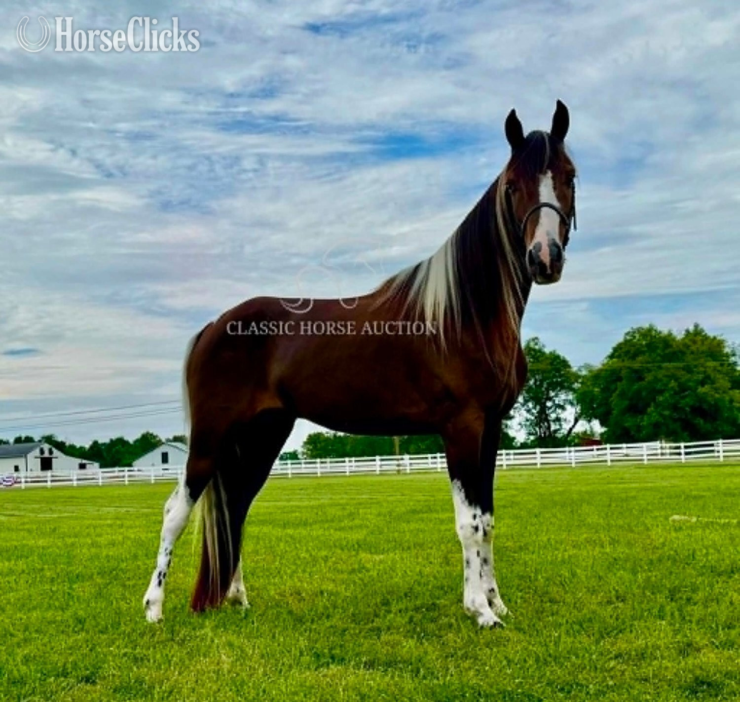 "WCF SHAKE RATTLE & ROLL" Bay Gelding Tennessee Walker - Tennessee Walker in Tennessee