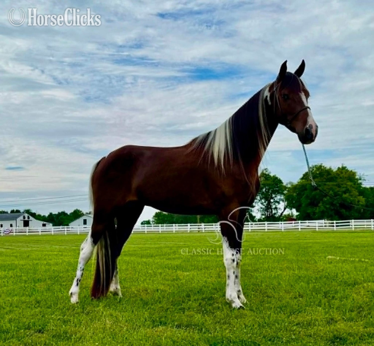 "WCF SHAKE RATTLE & ROLL" Bay Gelding Tennessee Walker Tennessee