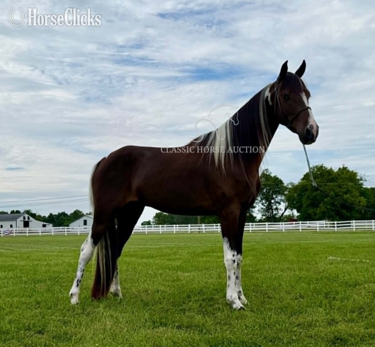 Tennessee Walker - "WCF SHAKE RATTLE & ROLL" Bay Gelding Tennessee Walker in Tennessee