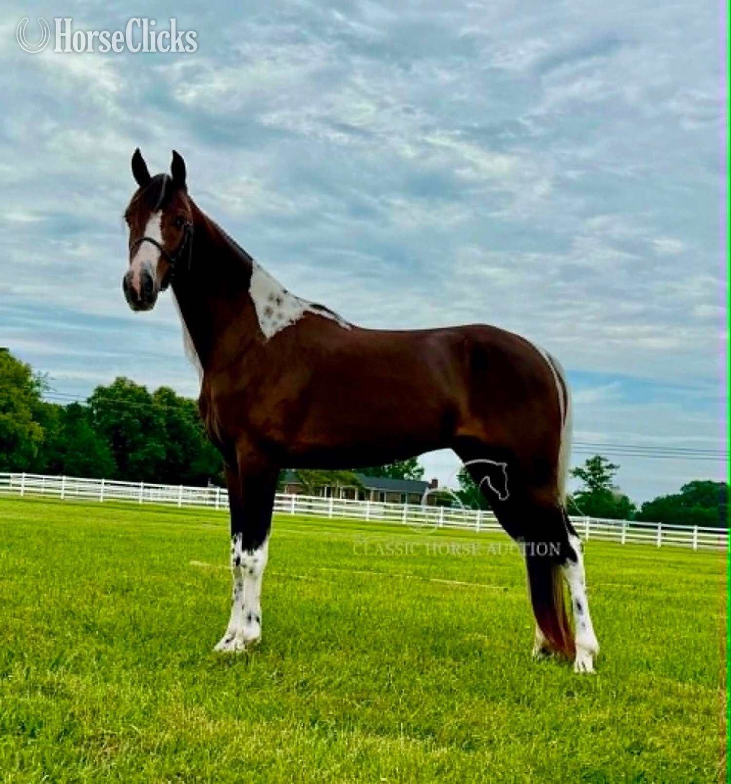 Tennessee Walker - "WCF SHAKE RATTLE & ROLL" Bay Gelding Tennessee Walker