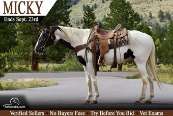 "Mickey" Tabiano Gelding Paint