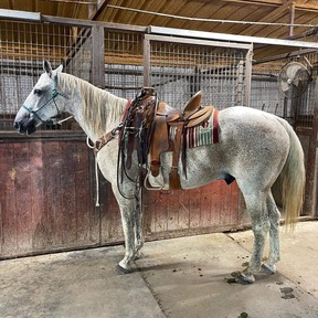 "Ghost" Grey Gelding Quarter Horse