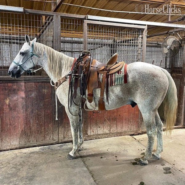 "Ghost" Grey Gelding Quarter Horse in Texas