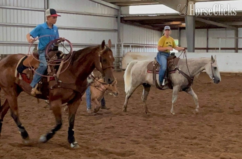 "Ghost" Grey Gelding Quarter Horse