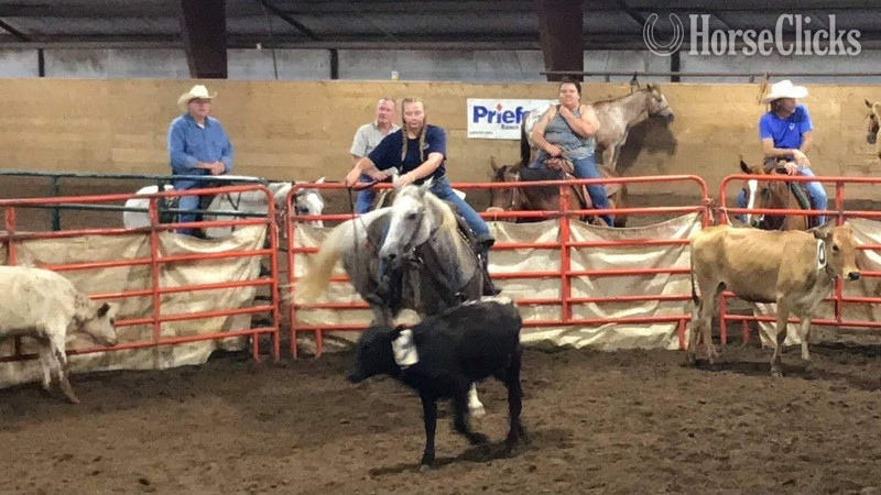 Texas "Ghost" Grey Gelding Quarter Horse
