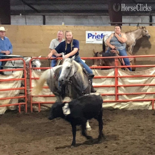 "Ghost" Grey Gelding Quarter Horse - Quarter Horse in Texas