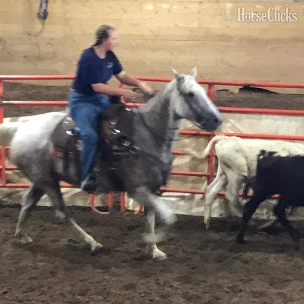 "Ghost" Grey Gelding Quarter Horse - Quarter Horse