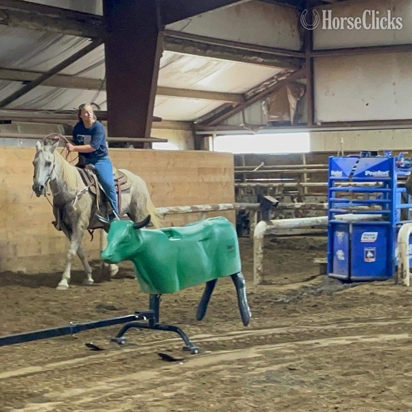 "Ghost" Grey Gelding Quarter Horse Texas