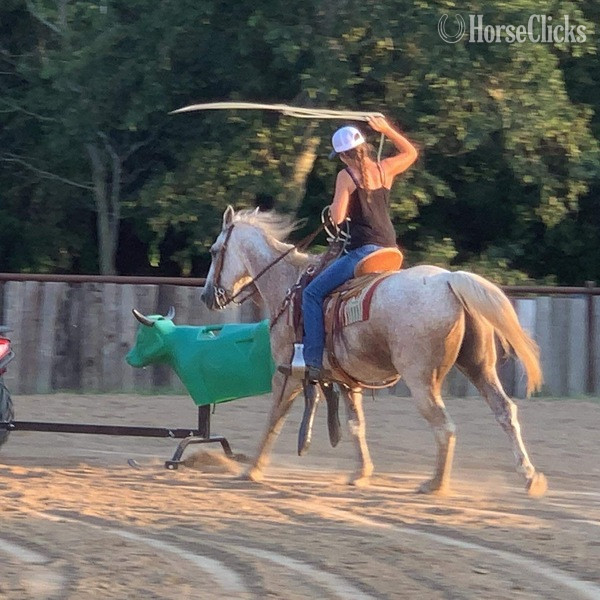 Quarter Horse - "Ghost" Grey Gelding Quarter Horse in Texas