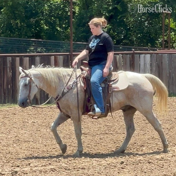 Quarter Horse - "Ghost" Grey Gelding Quarter Horse