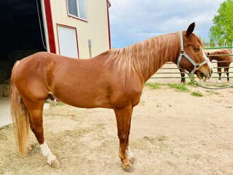 "Pepto" Sorrel Stallion Quarter Horse