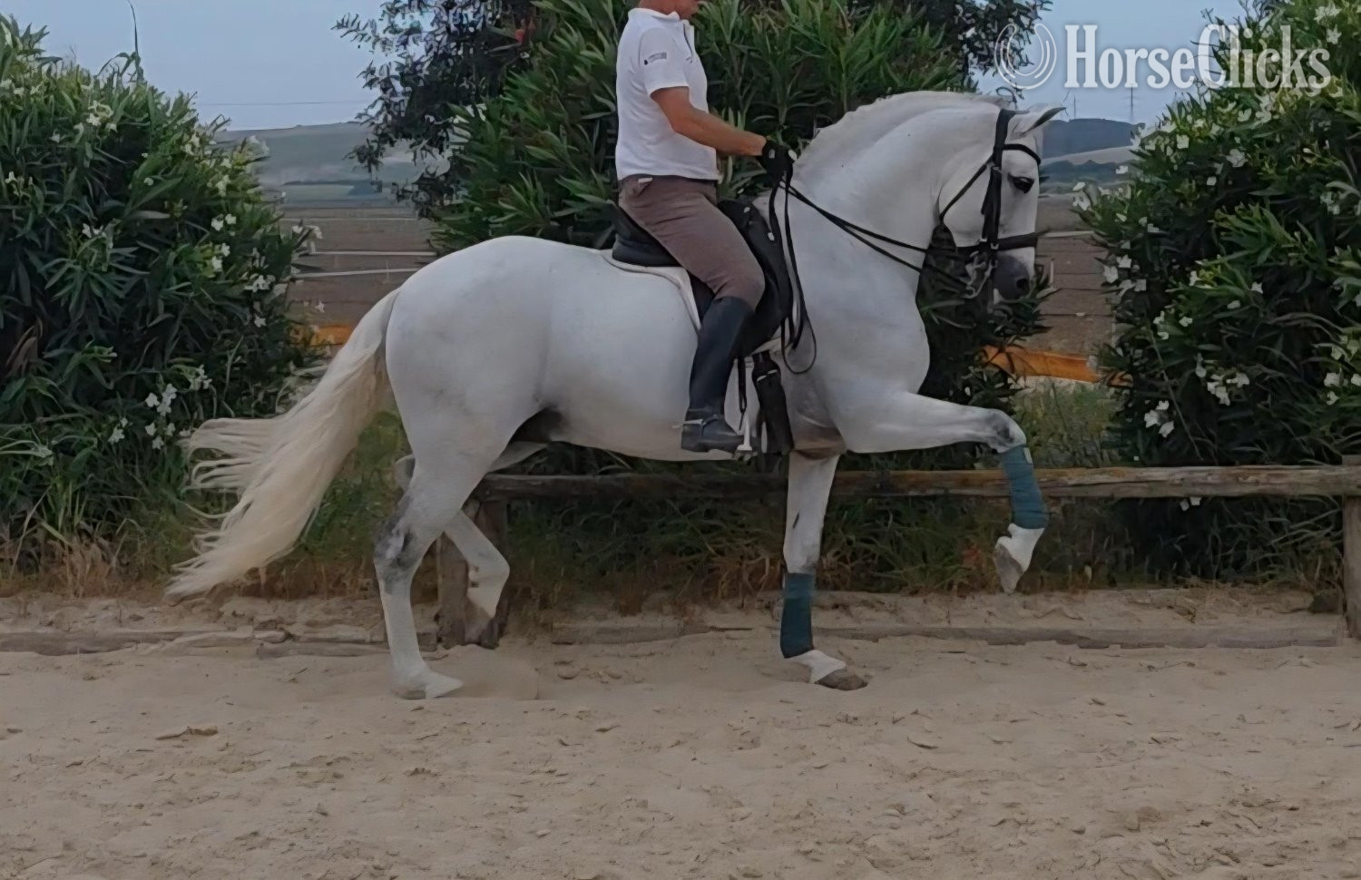 "Travieso II AD" White Stallion Andalusian in California