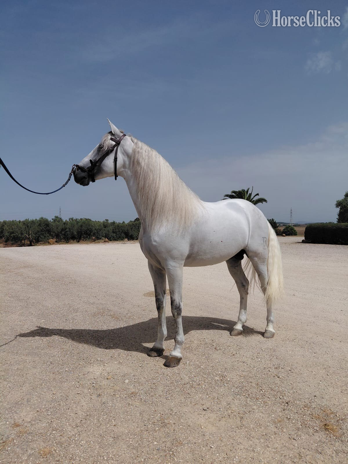 "Travieso II AD" White Stallion Andalusian