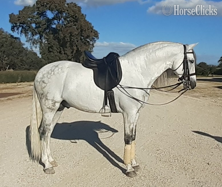 "Travieso II AD" White Stallion Andalusian - Andalusian in California
