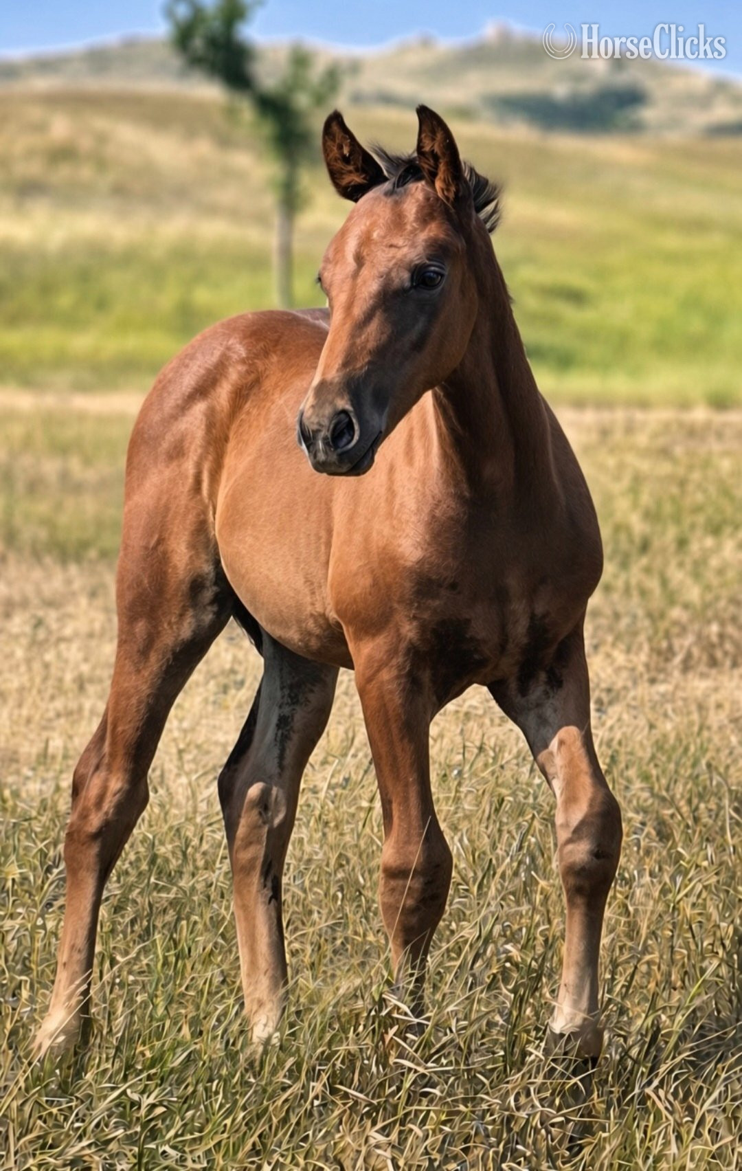 "TwoRein - Alamar " Bay Colt Morgan