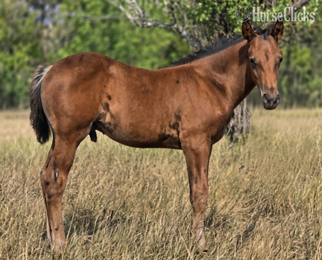 North Dakota "TwoRein - Alamar " Bay Colt Morgan