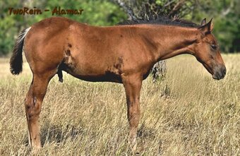 "TwoRein - Alamar " Bay Colt Morgan