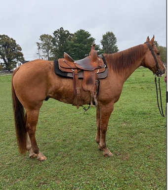 "Dunkin" Red Dun Gelding Quarter Horse
