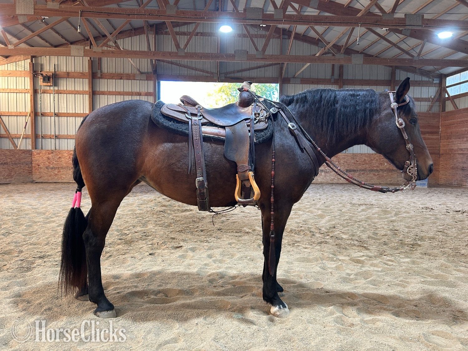 "Cora" Bay Mare Arabian Cross in Wisconsin