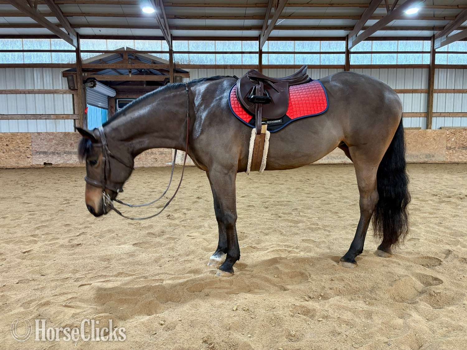 "Cora" Bay Mare Arabian Cross