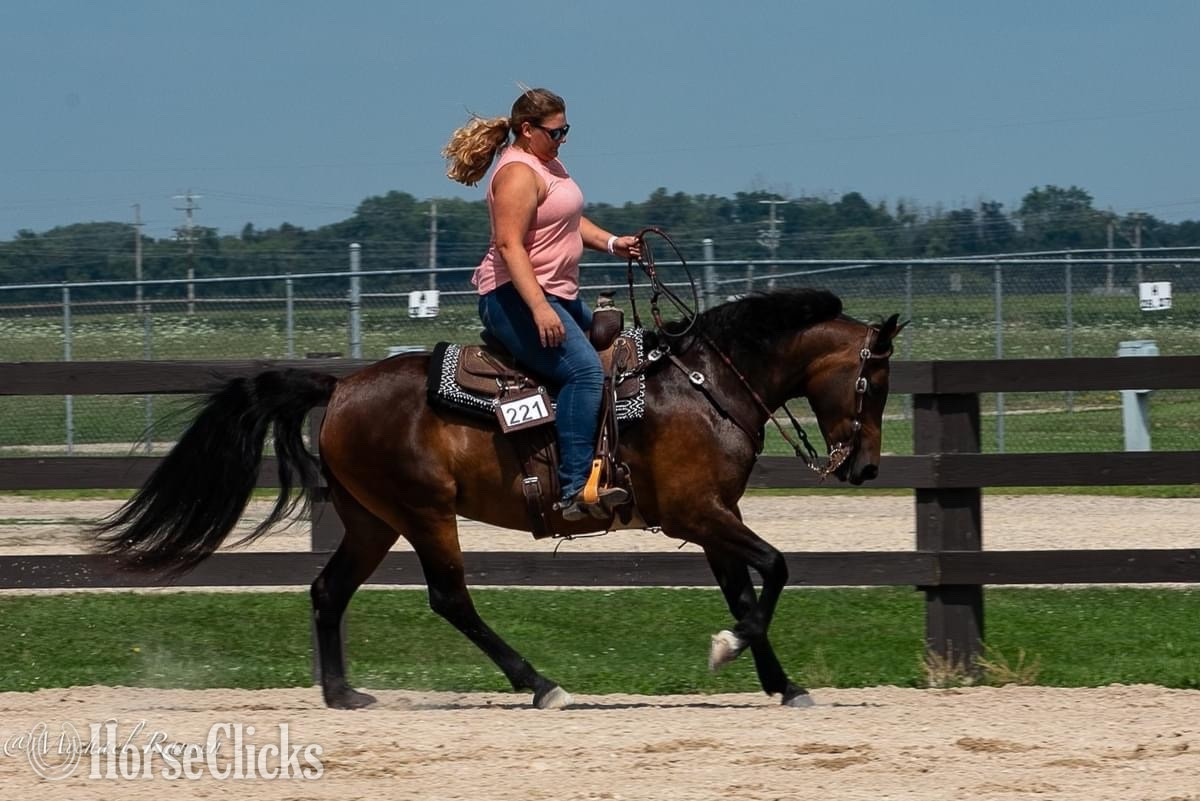 "Cora" Bay Mare Arabian Cross - Arabian Cross in Wisconsin