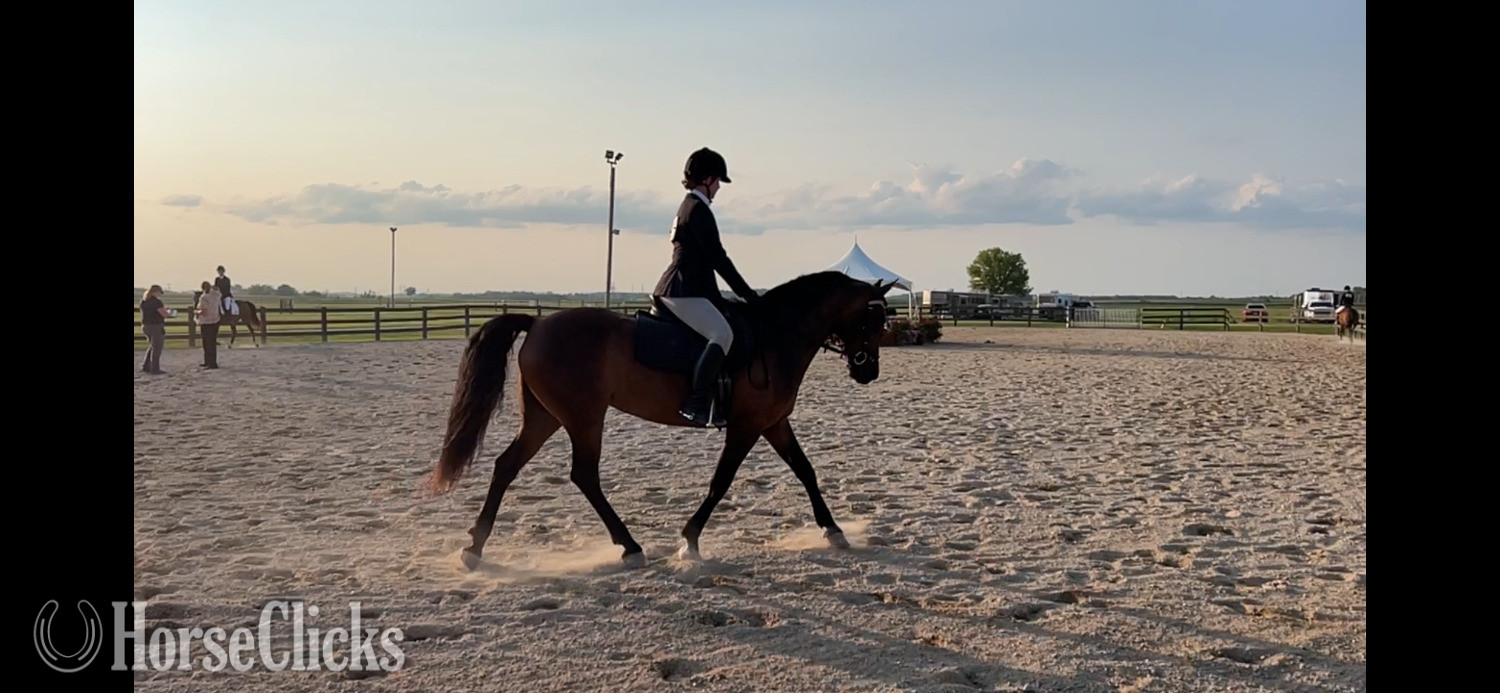 "Cora" Bay Mare Arabian Cross - Arabian Cross