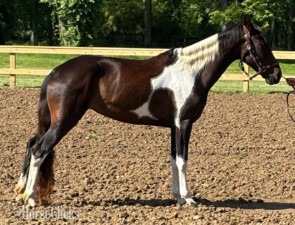 "KS Brownie Bananza (Brownie)" Bay Mare Spotted Saddle in Indiana