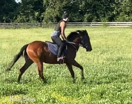 "Timmy" Bay Gelding Thoroughbred in Kentucky