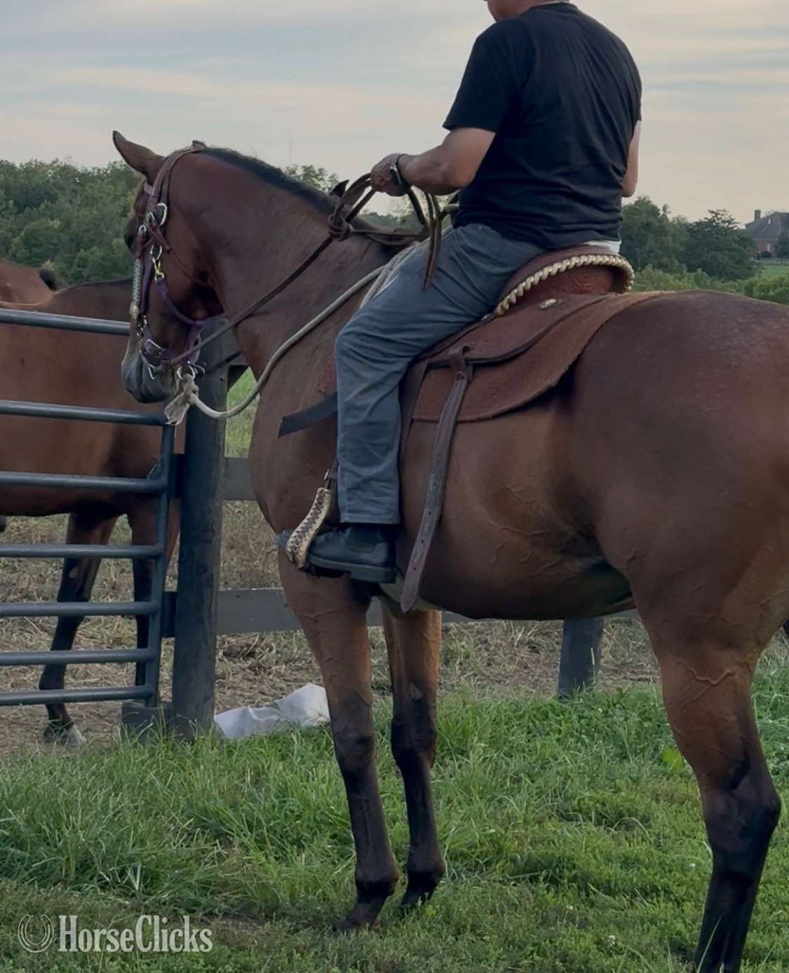"Timmy" Bay Gelding Thoroughbred in Kentucky