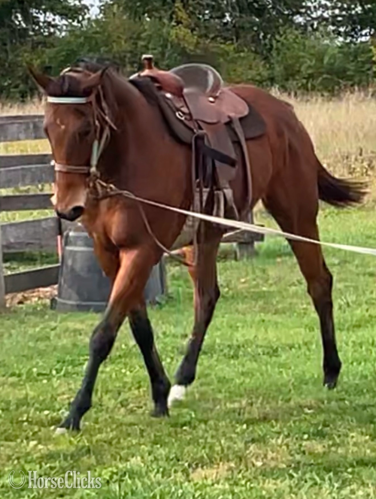 "Timmy" Bay Gelding Thoroughbred