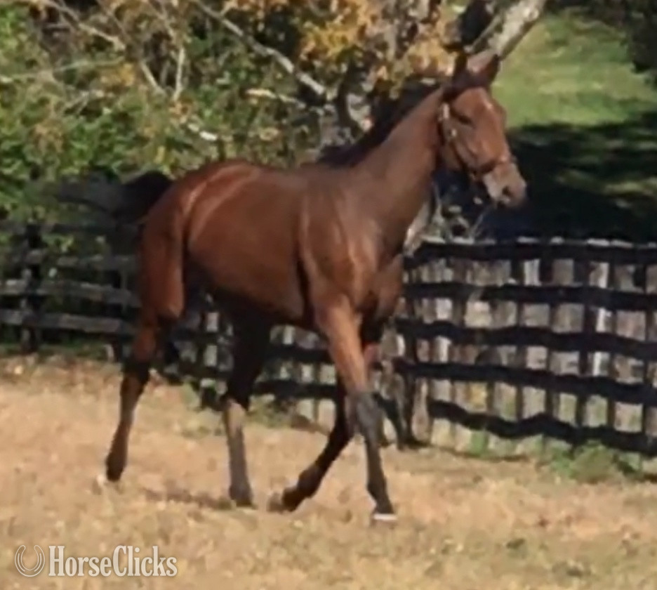 Kentucky "Timmy" Bay Gelding Thoroughbred